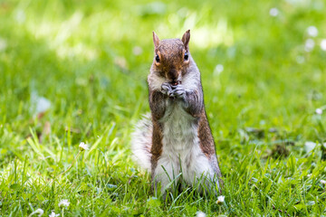 Grey Squirrel on the grass