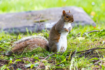 Grey Squirrel on the grass