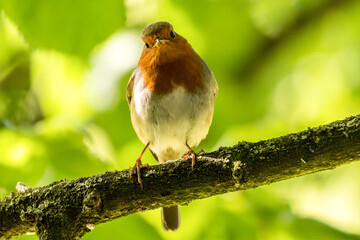 Red Robin on a tree