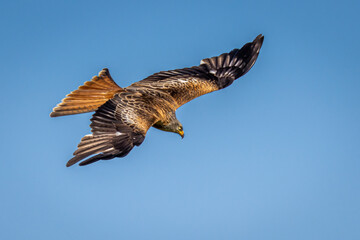 Red Kite in flight