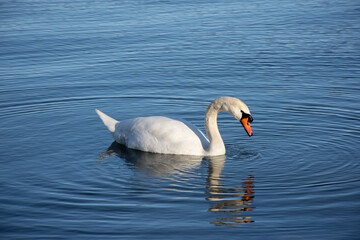 Obraz premium Cisne blanco y solitario en laguna calma con colores pastel