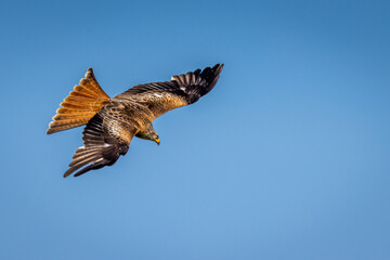 Red Kite in flight