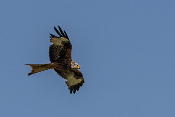 Red Kite in flight