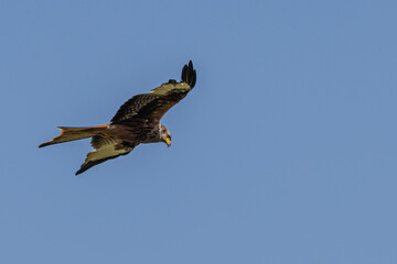 Red Kite in flight