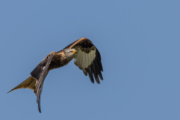 Red Kite in flight