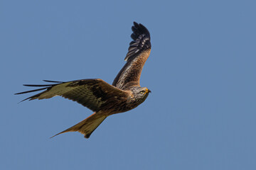 Red Kite in flight