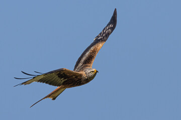 Red Kite in flight