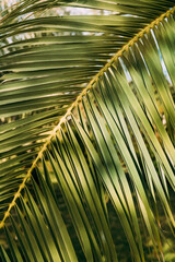  Close-up of leaves of palm tree branch against the sky.