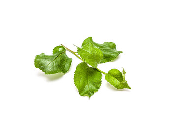 Young green sprout of apple-tree with leaf
