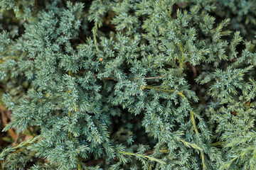 Juniper Bush close-up. Background with juniper branches growing in the garden