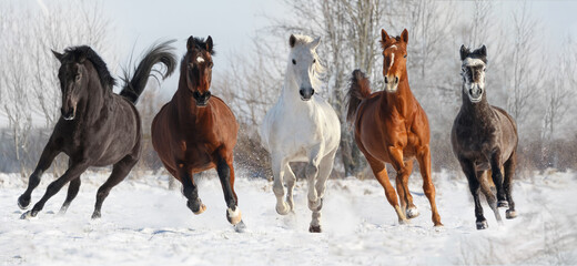 Fünf Pferde galoppieren im Schnee