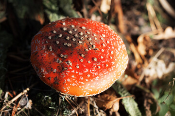 Sunlit red amanita muscaria mushroom with dirt