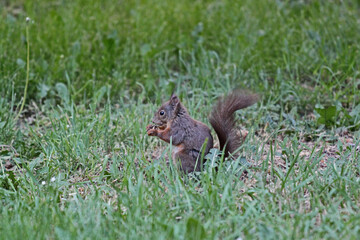 Brown squirrel standing on the grass
