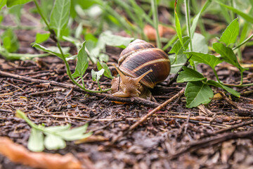Snail in nature in the thickets of grass
