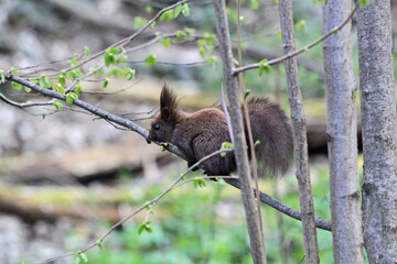 Squirrel on a tree branch in the forest