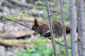 Squirrel on a tree branch in the forest