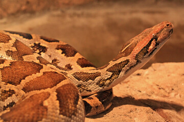 Burmese python - Python molurus bivittatus