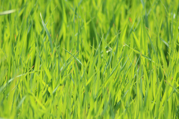 green grass background