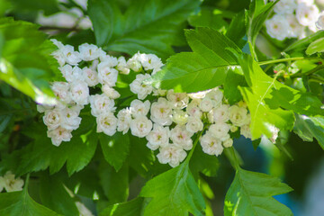 blossoming apple tree