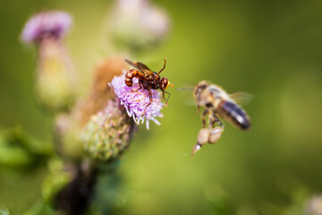 A little wasp defending a flower from an incoming bee