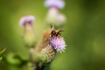 A little wasp sitting on a flower