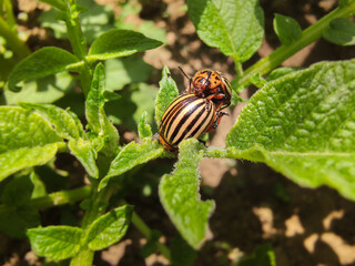 Colorado beetle eats a potato leaves young. Pests destroy a crop in the field. Parasites in wildlife and agriculture.