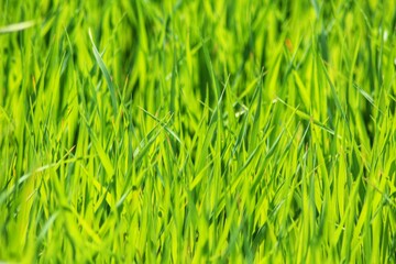 green grass background
