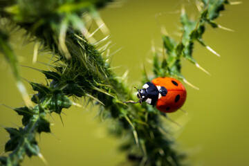 A ladybird sitting on a green thorny thistle