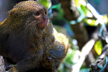 Pygmy marmoset