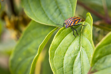 An Italian striped shield bug, sitting on a leaf
