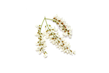 Blossoming acacia with leafs isolated on white background, black locust, Acacia flowers, Robinia pseudoacacia (White acacia)