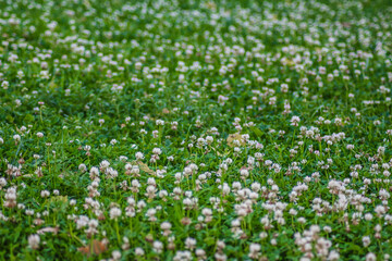 green grass background