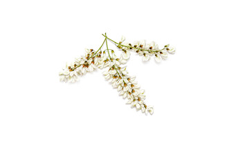 Blossoming acacia with leafs isolated on white background, black locust, Acacia flowers, Robinia pseudoacacia (White acacia)