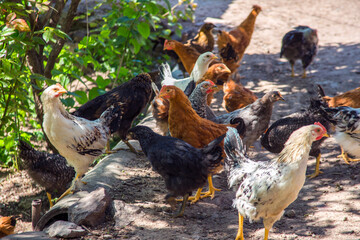 the chickens in the garden