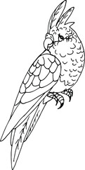 Hand drawn parrot, sketch graphics monochrome illustration.