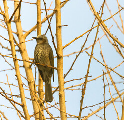 Brown-eared bulbul perched on a tree branch