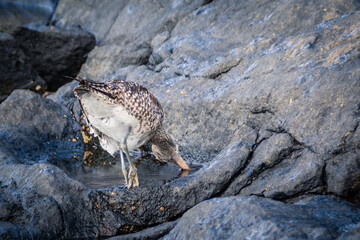 Eurasian Whimbrel is on the sea shore among stones looking for food. Wild bird with long beak in natural habitats