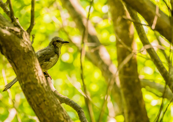 Brown-eared bulbul perched on a tree branch
