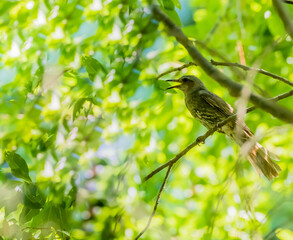 Brown-eared bulbul perched on a tree branch