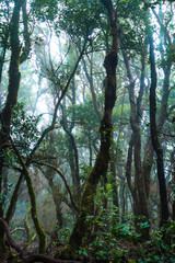 Fototapeta premium Mystical foggy forest with moss tree in Anaga Park on Tenerife island. Landmark of the Canary islands old forest landscape