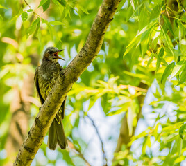 Brown-eared bulbul perched on a tree branch