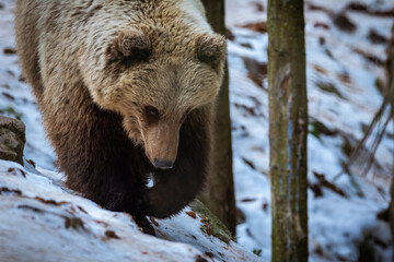 Fototapeta premium Brown bear walking among the tree in winter