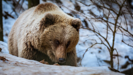 Obraz premium Brown bear walking among the tree in winter