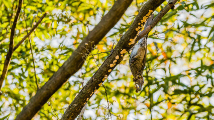 Fototapeta na wymiar Brown-eared bulbul perched upside down on a tree branch