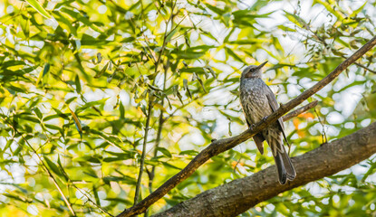 Brown-eared bulbul perched on a tree branch