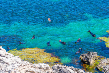 Sea lions playing in water near cathedral rock at Rottnest island in Australia