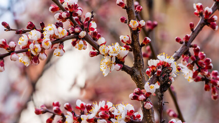 Fresh natural white flower background. Blossom apricot tree with gentle flowers banner. 