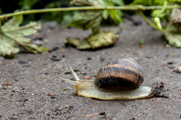 beautiful grape snail crawling on the ground along the leaf