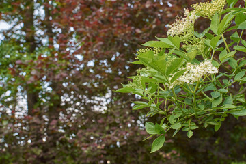 wonderful fresh white flowers of healthy elderberry with green leaves used in home medicine to make...