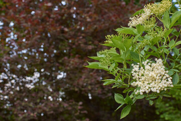 wonderful fresh white flowers of healthy elderberry with green leaves used in home medicine to make...